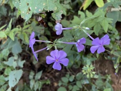 Phlox carolina