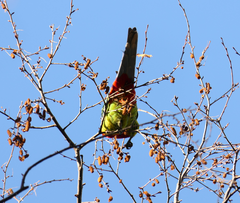 Platycercus eximius