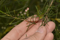 Chamelaucium uncinatum