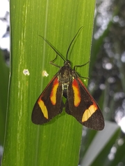 Cyanopepla submacula