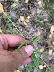 Dracocephalum ruyschiana