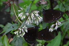 Euploea tulliolus
