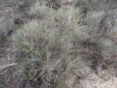 Allocasuarina pusilla