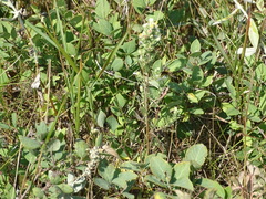 Symphyotrichum falcatum