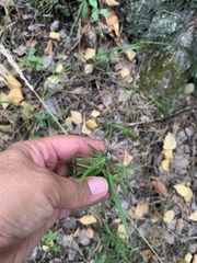 Dracocephalum ruyschiana