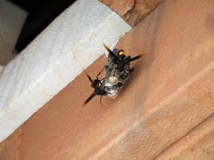 Polistes sagittarius