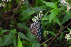 Ideopsis similis