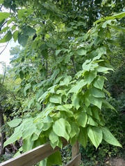 Catalpa