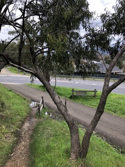 Eucalyptus goniocalyx