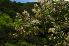 Lagerstroemia subcostata