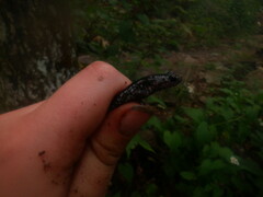 Plethodon chattahoochee