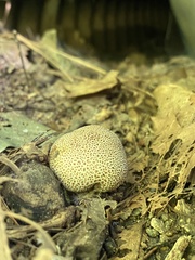 Scleroderma areolatum