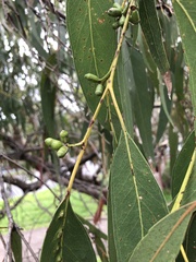 Eucalyptus goniocalyx