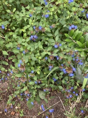 Ceratostigma