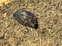 Physa