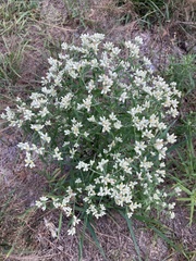 Pseudognaphalium