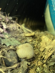 Scleroderma areolatum