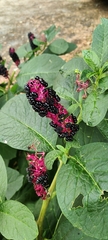 Phytolacca acinosa