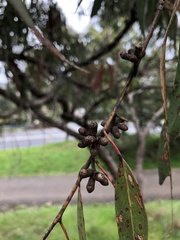 Eucalyptus goniocalyx