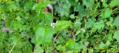 Persicaria biconvexa
