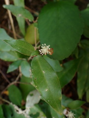 Croton cascarilloides