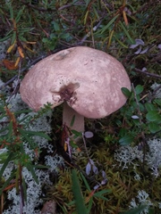 Leccinum