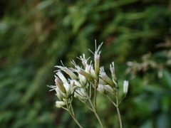 Eupatorium tashiroi
