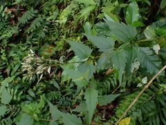 Eupatorium tashiroi