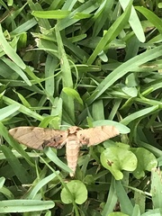 Protambulyx strigilis