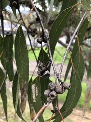 Eucalyptus goniocalyx
