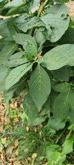 Phytolacca acinosa