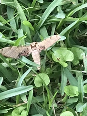 Protambulyx strigilis