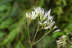 Eupatorium tashiroi