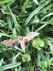 Protambulyx strigilis