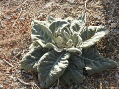 Verbascum