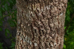 Radermachera sinica