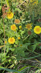 Pulicaria dysenterica