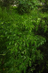 Radermachera sinica