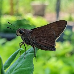 Asbolis capucinus