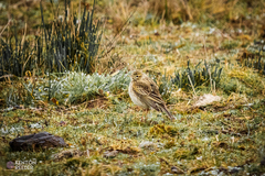 Anthus australis