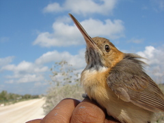 Ramphocaenus melanurus