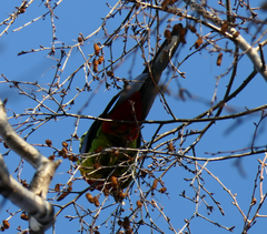 Platycercus eximius