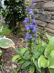 Lobelia