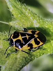 Murgantia histrionica
