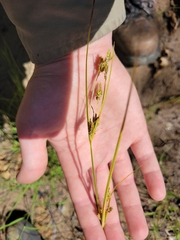 Cyperus schweinitzii