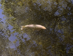 Cyprinus rubrofuscus