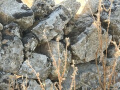 Carduus pycnocephalus