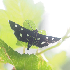 Bocchoris inspersalis