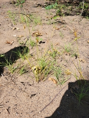 Cyperus schweinitzii