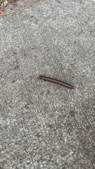 Trigoniulus corallinus